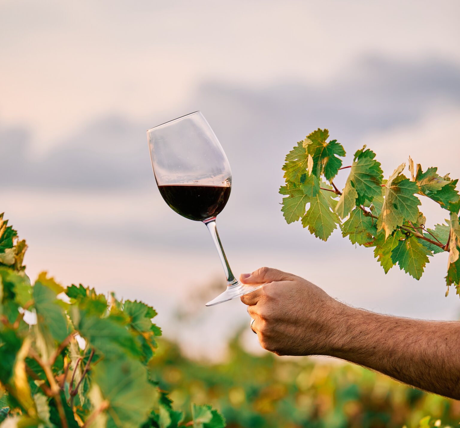 Vertical shot of a person holding a glass of wine in the vineyard under the sunlight